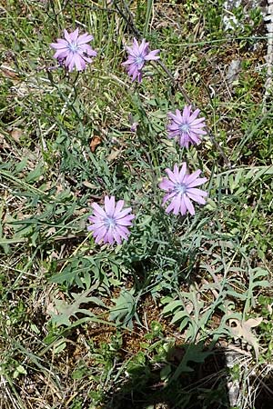 Lactuca perennis \ Blauer Lattich / Blue Lettuce, D Hardheim 28.5.2022