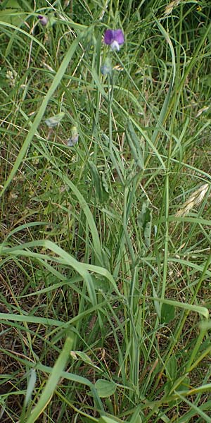 Lathyrus palustris \ Sumpf-Platterbse / Marsh Pea, D Th&uuml;ringen, Sondershausen 8.6.2022