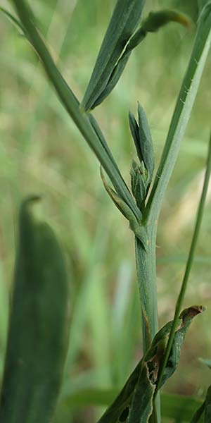 Lathyrus palustris \ Sumpf-Platterbse / Marsh Pea, D Th&uuml;ringen, Sondershausen 8.6.2022