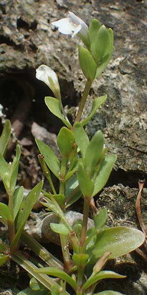 Lindernia dubia \ Amerikanisches B�chsenkraut, Gro�es B�chsenkraut / Yellowseed False Pimpernel, D Altrip 1.9.2022