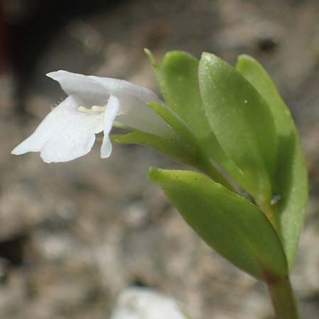 Lindernia dubia \ Amerikanisches B�chsenkraut, Gro�es B�chsenkraut / Yellowseed False Pimpernel, D Altrip 1.9.2022