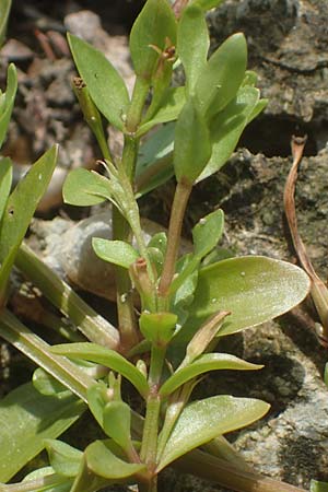 Lindernia dubia \ Amerikanisches B�chsenkraut, Gro�es B�chsenkraut / Yellowseed False Pimpernel, D Altrip 1.9.2022