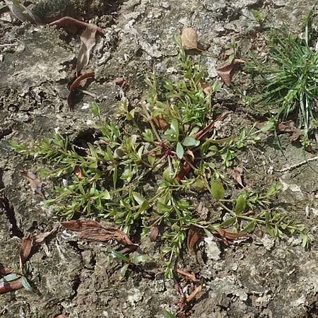 Lindernia dubia \ Amerikanisches B�chsenkraut, Gro�es B�chsenkraut / Yellowseed False Pimpernel, D Altrip 1.9.2022