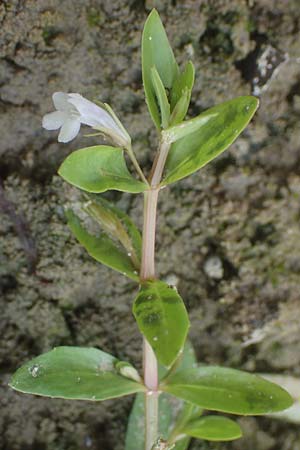 Lindernia dubia \ Amerikanisches B�chsenkraut, Gro�es B�chsenkraut / Yellowseed False Pimpernel, D Altrip 1.9.2022