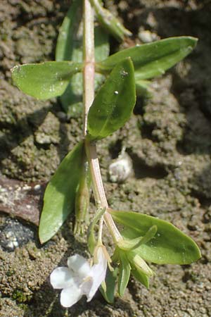 Lindernia dubia \ Amerikanisches B�chsenkraut, Gro�es B�chsenkraut / Yellowseed False Pimpernel, D Altrip 1.9.2022
