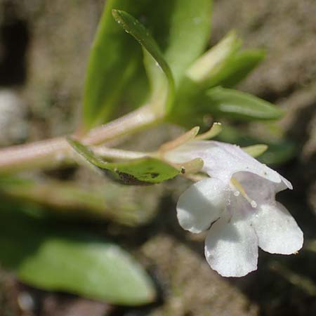 Lindernia dubia \ Amerikanisches B�chsenkraut, Gro�es B�chsenkraut / Yellowseed False Pimpernel, D Altrip 1.9.2022