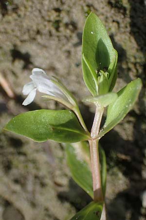 Lindernia dubia \ Amerikanisches B�chsenkraut, Gro�es B�chsenkraut / Yellowseed False Pimpernel, D Altrip 1.9.2022