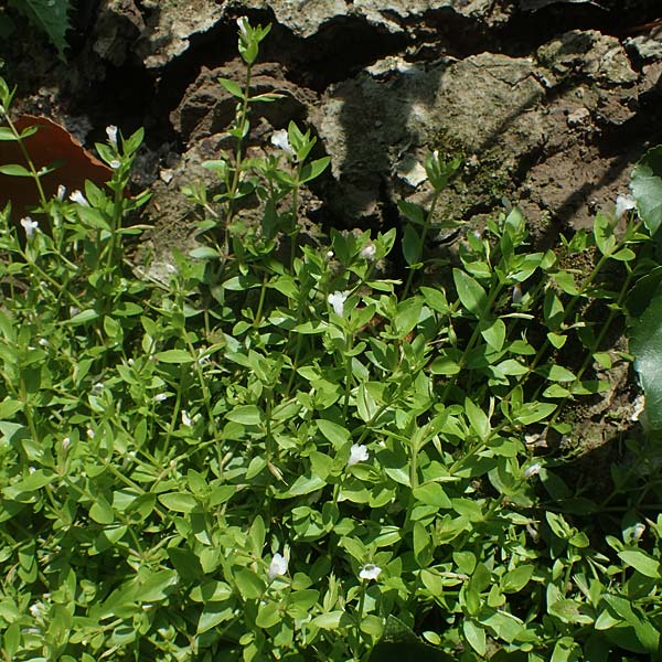 Lindernia dubia \ Amerikanisches B�chsenkraut, Gro�es B�chsenkraut / Yellowseed False Pimpernel, D Altrip 1.9.2022