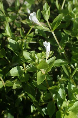 Lindernia dubia \ Amerikanisches B�chsenkraut, Gro�es B�chsenkraut / Yellowseed False Pimpernel, D Altrip 1.9.2022