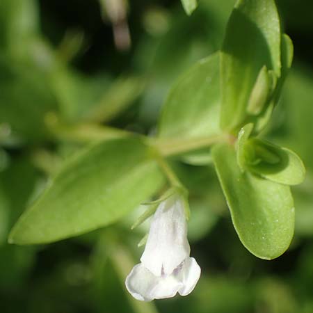 Lindernia dubia \ Amerikanisches B�chsenkraut, Gro�es B�chsenkraut / Yellowseed False Pimpernel, D Altrip 1.9.2022
