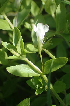 Lindernia dubia \ Amerikanisches B�chsenkraut, Gro�es B�chsenkraut / Yellowseed False Pimpernel, D Altrip 1.9.2022