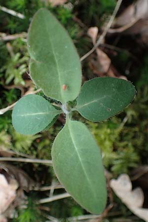 Lonicera periclymenum \ Wald-Gei�blatt / Honeysuckle, D Ostbevern 16.4.2023