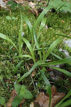 Luzula pilosa \ Behaarte Hainsimse / Hairy Wood-Rush, D H&ouml;pfingen 20.5.2023