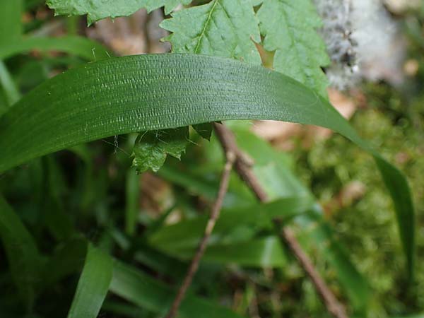 Luzula pilosa \ Behaarte Hainsimse / Hairy Wood-Rush, D H&ouml;pfingen 20.5.2023