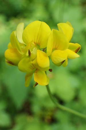 Lotus pedunculatus \ Sumpf-Hornklee / Greater Bird's-Foot Trefoil, D Rh&ouml;n, Hilders 21.6.2023