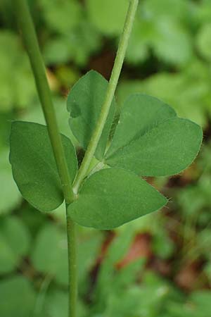 Lotus pedunculatus \ Sumpf-Hornklee / Greater Bird's-Foot Trefoil, D Rh&ouml;n, Hilders 21.6.2023