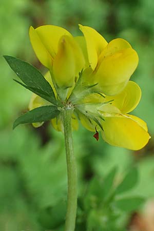 Lotus pedunculatus \ Sumpf-Hornklee / Greater Bird's-Foot Trefoil, D Rh&ouml;n, Hilders 21.6.2023