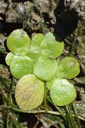 Spirodela polyrhiza \ Vielwurzelige Teichlinse / Greater Duckweed, D Mannheim 29.8.2024