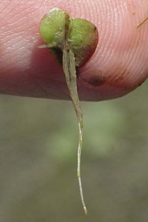 Spirodela polyrhiza \ Vielwurzelige Teichlinse / Greater Duckweed, D Mannheim 29.8.2024