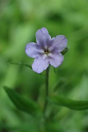 Lithospermum purpurocaeruleum \ Blauroter Steinsame / Purple Gromwell, D Eiersheim 31.5.2025