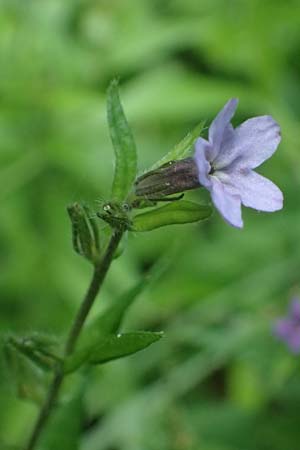 Lithospermum purpurocaeruleum \ Blauroter Steinsame / Purple Gromwell, D Eiersheim 31.5.2025