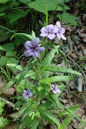 Lithospermum purpurocaeruleum \ Blauroter Steinsame / Purple Gromwell, D Eiersheim 31.5.2025