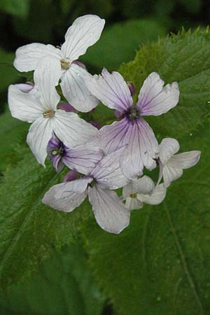Lunaria rediviva \ Wildes Silberblatt, Wilde Mondviole / Perennial Honesty, D Schwarzwald/Black-Forest, Sch&ouml;nau 18.5.2007