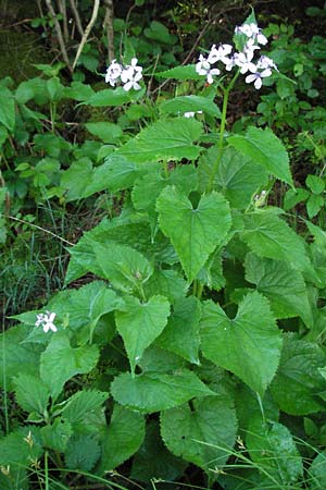 Lunaria rediviva \ Wildes Silberblatt, Wilde Mondviole / Perennial Honesty, D Schwarzwald/Black-Forest, Sch&ouml;nau 18.5.2007