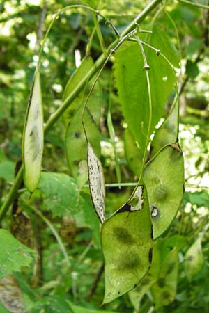 Lunaria rediviva \ Wildes Silberblatt, Wilde Mondviole / Perennial Honesty, D Beuron 26.7.2015