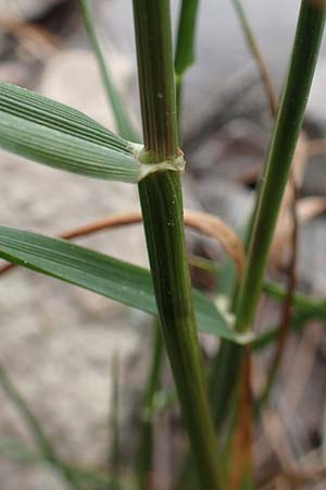 Lolium rigidum \ Steifer Lolch / Annual Rye-Grass, Mediterranean Rye-Grass, D Mannheim 5.5.2019