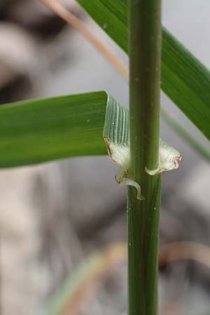Lolium rigidum \ Steifer Lolch / Annual Rye-Grass, Mediterranean Rye-Grass, D Mannheim 5.5.2019
