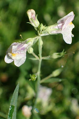 Linaria repens \ Gestreiftes Leinkraut / Pale Toadflax, D Sandhausen 13.8.2021