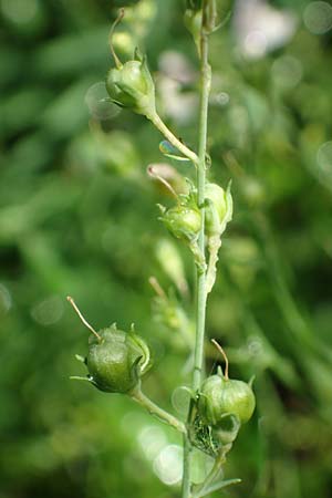 Linaria repens \ Gestreiftes Leinkraut / Pale Toadflax, D Sandhausen 13.8.2021