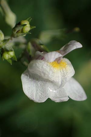 Linaria repens \ Gestreiftes Leinkraut / Pale Toadflax, D Sandhausen 13.8.2021