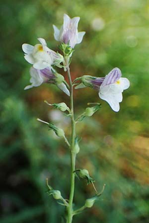 Linaria repens \ Gestreiftes Leinkraut / Pale Toadflax, D Sandhausen 13.8.2021