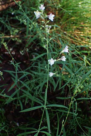 Linaria repens \ Gestreiftes Leinkraut / Pale Toadflax, D Sandhausen 13.8.2021
