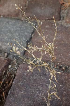 Lepidium ruderale \ Schutt-Kresse / Narrow-Leaved Pepperweed, Roadside Pepperweed, D Mannheim 14.9.2025