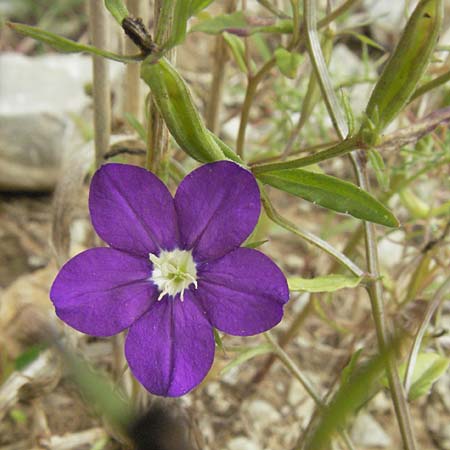 Legousia speculum-veneris \ Gew�hnlicher Frauenspiegel, Venusspiegel / Large Venus' Looking-Glass, D Hardheim 7.7.2007