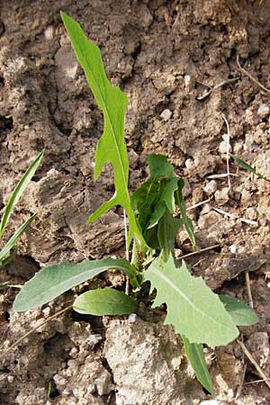Lactuca serriola \ Kompass-Lattich, Wilder Lattich / Prickly Lettuce, D Schriesheim 7.5.2015