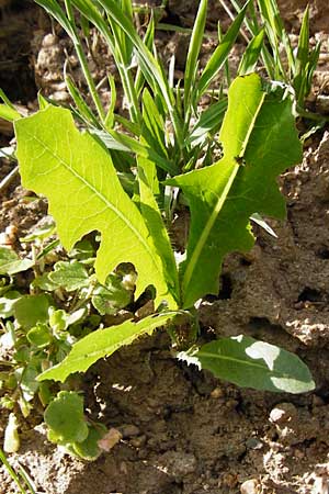 Lactuca serriola \ Kompass-Lattich, Wilder Lattich / Prickly Lettuce, D Schriesheim 7.5.2015