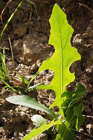 Lactuca serriola \ Kompass-Lattich, Wilder Lattich / Prickly Lettuce, D Schriesheim 7.5.2015
