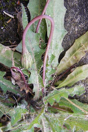Leontodon saxatilis \ Nickender L�wenzahn / Lesser Hawkbit, Hairy Hawkbit, D Sinsheim 15.5.2015