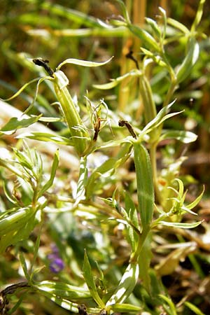 Legousia speculum-veneris \ Gew�hnlicher Frauenspiegel, Venusspiegel / Large Venus' Looking-Glass, D M&uuml;hlacker-Gro&szlig;glattbach 6.7.2015