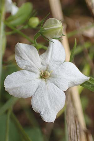 Legousia speculum-veneris \ Gew�hnlicher Frauenspiegel, Venusspiegel / Large Venus' Looking-Glass, D Wiesloch 30.7.2016