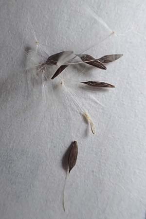 Lactuca serriola \ Kompass-Lattich, Wilder Lattich / Prickly Lettuce, D Schriesheim 13.9.2016