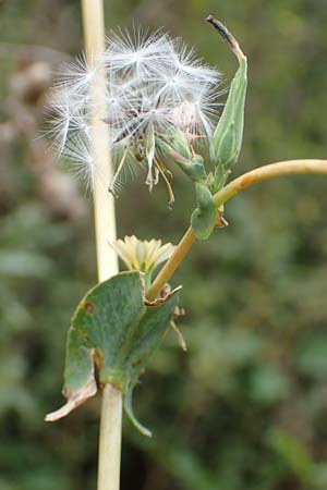 Lactuca serriola \ Kompass-Lattich, Wilder Lattich / Prickly Lettuce, D L&uuml;tzelbach 17.9.2016
