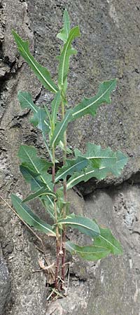 Lactuca virosa \ Gift-Lattich / Great Lettuce, D Schriesheim 3.7.2017