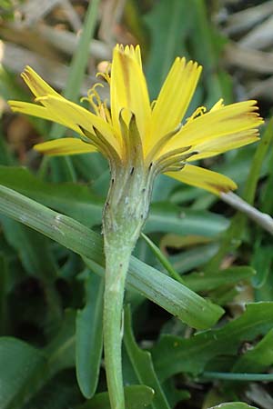 Leontodon saxatilis \ Nickender L�wenzahn / Lesser Hawkbit, Hairy Hawkbit, D D&uuml;sseldorf-Lohausen 27.9.2017
