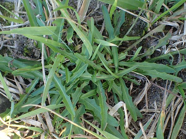 Leontodon saxatilis \ Nickender L�wenzahn / Lesser Hawkbit, Hairy Hawkbit, D D&uuml;sseldorf-Lohausen 27.9.2017