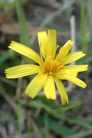 Leontodon saxatilis \ Nickender L�wenzahn / Lesser Hawkbit, Hairy Hawkbit, D D&uuml;sseldorf-Lohausen 27.9.2017